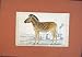 Zebra Horse Hand Colored Fine Art Antique Old Print
