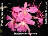 Broughtonia sanguinea 176