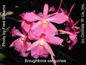 Broughtonia sanguinea 176