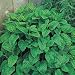 Herb Lemon Balm