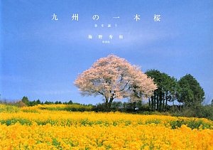 九州の一本桜―春を謳う