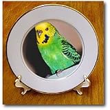 Budgie Parakeet - 8 Inch Porcelain Plate