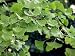 Ginkgobaum, Fächerblattbaum Ginkgo biloba, im Topf, 40 - 60 cm