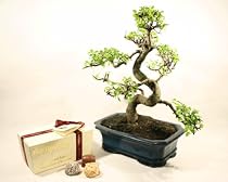 Chinese Elm Bonsai Tree Gift Set with Luxury Handmade Chocolates