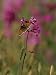 Butterfly on a Sticky Catchfly, Southeast Ruegen Biosphere Reserve, Ruegen Island, Ge...