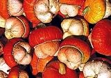 Mini Red Turban Gourd 15 Seeds - New - Rare - B000VB510C