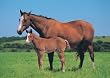 Horse & Foal (In Field) Art Poster Print - 24x36