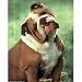 Big and Fat Bulldog (Animal) Photo Print Poster - 16x20