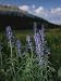 Close View of a Larkspur Flower, Delphinium Species Photographic Poster Print by Raymond Gehman, 12x16