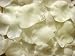 Produkt-Bild: 500 Rosenbl&auml;tter Zart-Creme Hochzeit Taufe Kommunion Streubl&auml;tter