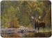 River's Edge Moose Tempered Glass Cutting Board