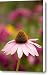 A Single Cone Flower Echinacea Purpurea Canvas Print / Canvas Art - Artist Ralph Lee Hopkins