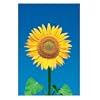 Single Sunflower Bloom Flowers Photography 61x91.5cm Poster