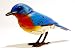 Breezy Singer Eastern Bluebird