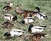 Sporting Goods : Outlaw Magnum Silhouettes Mixed Dozen Mallard Duck Decoys