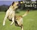 labrador15  - What Labs Teach Us 2010 Wall Calendar 13