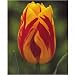 Keyzers Tulpe Washington 12 St�ck Zwiebelumfang 12/+
