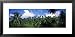 Rain Forest, Saint Lucia, West Indies World Culture Framed Art Poster Print by Panoramic Images, 31x15