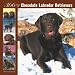 Chocolate Labrador Retriever 366 Days 2008 Square