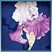 Iris Decorative Serving Tray By Rock, Flower, Paper