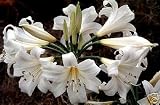 AMARYLLIS BELLADONNA ALBA