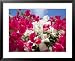 Bougainvillea, Cayman Brac, Cayman Islands, Caribbean Framed Art Poster Print by Greg Johnston, 31x25