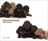 2009 Dachshunds ARTLIST Deluxe Wall Calendar