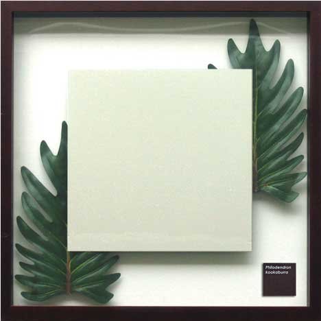 F-style Mirror （リーフパネル ミラー）・Phiolodendron cv.kookaburra クッカバラ　425x425x30mm