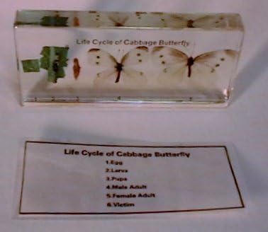 Life Cycle of a Cabbage Butterfly in Acrylic