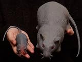 Jumbo Growing Rat