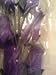 Wooden Rose 8 count (pack) Dark Purple 13 inches
