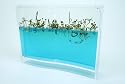 Super Forest Antquarium
