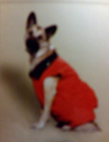 Dog Reversible Fleece/Nylon Vest