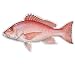 RED SNAPPER -Fish Decal- window sticker truck fishing