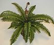Potted Mountain Fern Bush