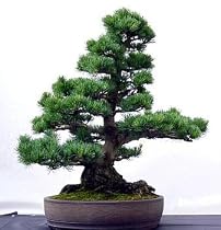 Loblolly Pine 20 Seeds/Seed - Pinus taeda - Bonsai