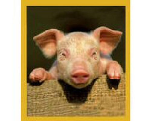 Curious Piggy Fridge Magnet