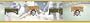 Blue Mountain Wallcoverings 5815420 Pittsburgh Pirates MLB Prepasted Wall Border, 6-Inch by 15-Foot