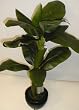 22" Double Banana Plant
