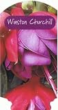 6 Winston Churchill Bush Fuchsia Bedding Plug Plants Free Plant Pots