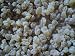 Frankincense resin from India 1 lb (FREE SHIPPING)