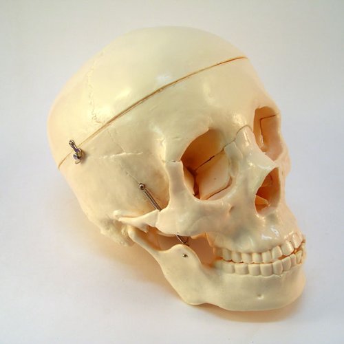 Life Size Model Human Skull