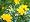 Golden Bird Lotus 4 Plants - Lotus corniculatus -Hardy!