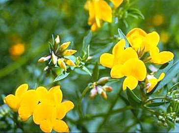 Golden Bird Lotus 4 Plants - Lotus corniculatus -Hardy!