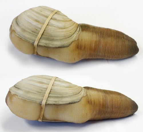 Fresh Sashimi Grade Geoduck Clams (Mirugai) 1.5-2lbs