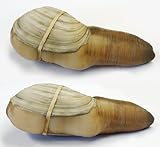 Fresh Sashimi Grade Geoduck Clams (Mirugai) 1.5-2lbs