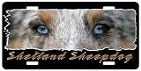 Shetland Sheepdog blue 