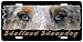   - Shetland Sheepdog blue 