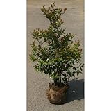 ホンサカキ (本榊) 8号ポット 100cm