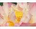 Photographic Prints of Franklin NC, Perrys from Danita Delimont